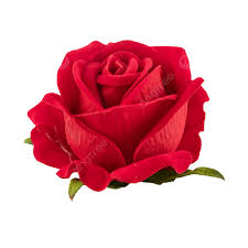 red rose flowers png transpa