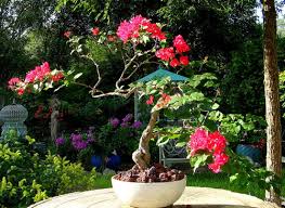 The tree is contained in a black plastic pot covered with moss. The Bougainvillea Bonsai Other Things That Are Working