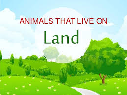 Animal Habitat Land Water And Both Land And Water