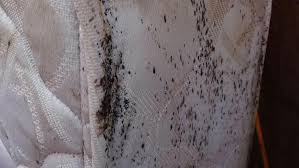 Bed Bug Infestation All That You Need