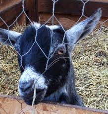 Image result for goats in pen