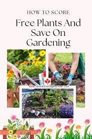 Free Plants And Ways To Save Money On