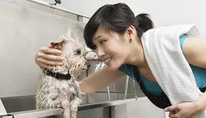 Reported anonymously by lucky dogs do it yourself dog wash employees. Do You Tip Dog Groomers Why And How Much Top Dog Tips