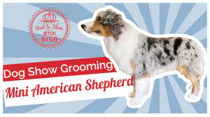 to groom a miniature american shepherd