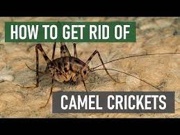 how to get rid of camel crickets