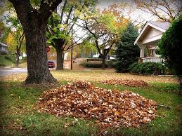 What To Do With Your Dead Leaves A