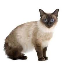 The balinese is a natural spontaneous mutation of the siamese gene. Balinese Kittens For Sale By Reputable Breeders Pets4you Com
