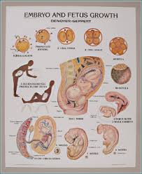 Studentnursinghq Embryo And Fetus Growth Chart