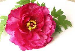 百花の王！ ボタン（牡丹）の花言葉や花名の由来、英語名を紹介します | GardenStory (ガーデンストーリー)