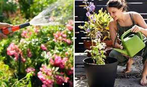 Water The Plants In Your Garden