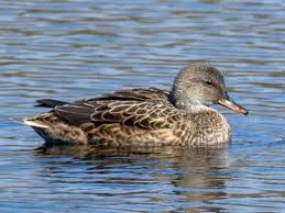 Gadwall Identification All About Birds Cornell Lab Of