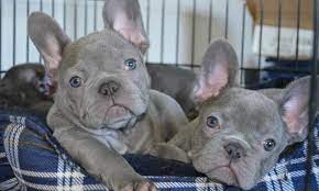 English bulldog and french bulldog playful, adaptable, smart and completely irresistible! Blue French Bulldogs For Sale In Beltsville Maryland Classified Americanlisted Com