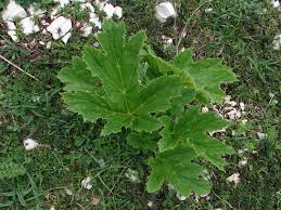 Heracleum sphondylium subsp. pyrenaicum (Hogweed) | BioLib.cz