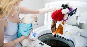 how to clean dog toys when to toss
