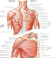 Upper Back Anatomy Chart Futurenuns Info