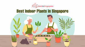 indoor plants in singapore to grow