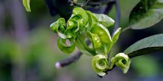 why citrus tree leaves curl and how to
