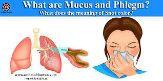 what are mucus and phlegm meaning of