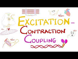 excitation contraction coupling