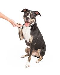 These dogs were renowned for their courage and tenacity and despite their. A Happy Staffordshire Bull Terrier Mix Breed Dog Sitting And Offering Paw To Handler Image Stock By Pixlr