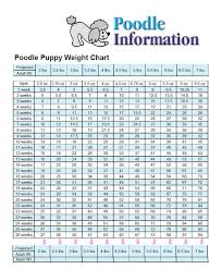 80 Prototypic Toy Poodle Growth Chart Weight