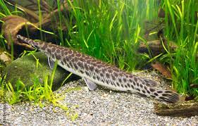 spotted pike these fish inhabit the