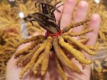 Image result for caterpillar fungus