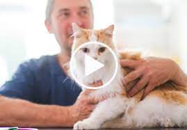 how to give flea treatment to cats