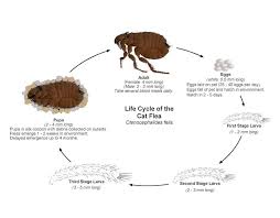 does salt kill fleas pestseek