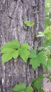 dealing with poison ivy around your home