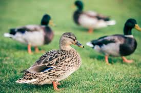You need your pet, and your pet need a companion when you are not beside, a toy. The Best Duck Breeds For Beginners Weed Em Reap