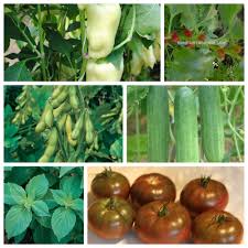 old vegetable varieties for balcony