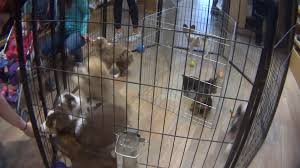 Petland iowa city is a local pet store that has been operating for over 8 years in iowa city, iowa. No More Doggies In The Window N Y May Ban Retail Pet Sales The New York Times