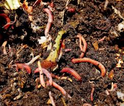 worm composting home garden