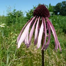 Prairie Garden For Sunny Sites With Dry