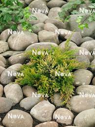 juniperus horizontalis golden carpet