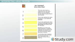 composition of urine video lesson