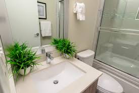 15 Bathroom Plant Ideas To Refresh The