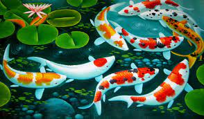 free koi fish wallpaper koi