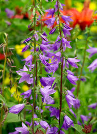 Another important consideration when selecting perennials is. 10 Low Maintenance Perennials For Your Garden Garden Gate