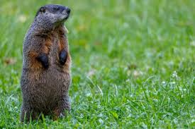 keep groundhogs from digging under