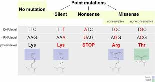 point mutation definition types