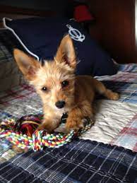 AWWW! This chorkie looks like my dog Pippin as a puppy! (but with larger  ears! teehee!!) | Puppies, I love dogs, Cute dogs