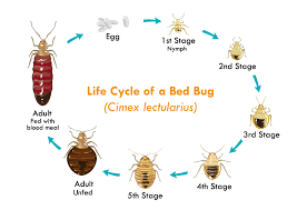 How To Get Rid Of Bed Bugs Naturally