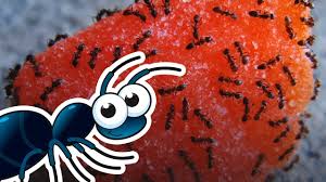 Stres kalau rumah banyak semut ni. 5 Petua Halau Semut Dari Rumah Anda Youtube