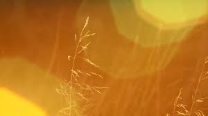 Some are better for capturing video and playing it back than others. File Free Hd Stock Video Footage Wild Wheat With Bokeh Flare Effect See Description For Hq Download Webm Wikimedia Commons
