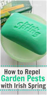 repel garden pests with irish spring soap