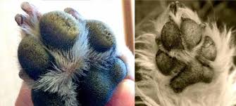 why-does-my-dog-have-hairy-paws