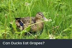 can-ducks-eat-blueberries-and-grapes