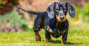 dachshund lifespan how long do